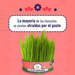 Un Dos Treats Catgrass Kit de Germinación para Pasto de Trigo para Gato