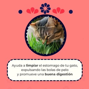 Un Dos Treats Catgrass Kit de Germinación para Pasto de Trigo para Gato