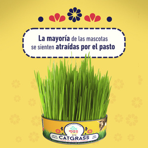 Un Dos Treats Catgrass Kit de Germinación para Pasto de Avena y Cebada para Gato