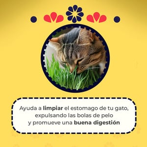 Un Dos Treats Catgrass Kit de Germinación para Pasto de Avena y Cebada para Gato