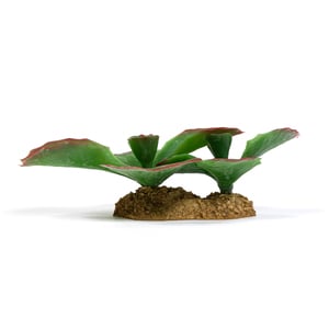 Imagitarium Decoración Suculenta para Terrario, Mediana Imagitarium Decoración Suculenta para Terrario, Mediana