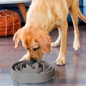Outward Hound Slow Feeder Tazón de Alimentación Lenta para Perro, Gris Outward Hound Slow Feeder Tazón de Alimentación Lenta para Perro, Gris