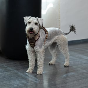 Reddy Arnés Ajuste Romano Doble Argolla Color Café para Perro, Mediano Reddy Arnés Ajuste Romano Doble Argolla Color Café para Perro, Mediano