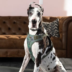 Reddy Arnés Reflejante Diseño Camuflaje Ajuste Romano para Perro, Verde Reddy Arnés Reflejante Diseño Camuflaje Ajuste Romano para Perro, Verde
