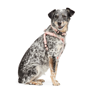 Youly Arnés de Nylon Rosa Ajuste Americano para Perro, Mediano/Grande