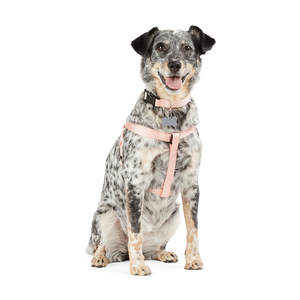 Youly Arnés de Nylon Rosa Ajuste Americano para Perro, Mediano/Grande