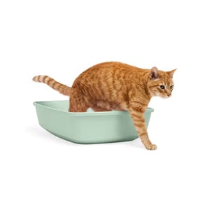 Sophresh Open Litter Box Arenero Tipo Bandeja Simple Color Verde para Gato, Grande Sophresh Open Litter Box Arenero Tipo Bandeja Simple Color Verde para Gato, Grande