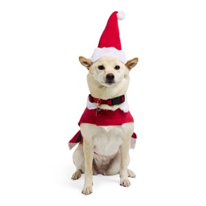 Merry Makings Navidad Disfraz de Santa Claus para Perro, X-Chico