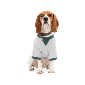 Reddy Sudadera Gris Jaspeado con Ribete Verde y Detalle Plisado para Perro, Mediano Reddy Sudadera Gris Jaspeado con Ribete Verde y Detalle Plisado para Perro, Mediano