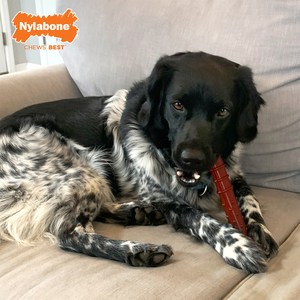 Nylabone Power Chew Juguete Masticable Diseño Hueso Sabor Carne y Tocino para Perro, Grande