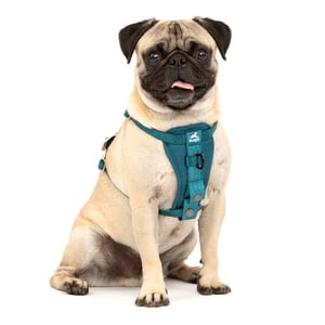 Kurgo Tru-Fit Smart Arnés para Paseo en Vehículo Color Turquesa para Perro, Chico Kurgo Tru-Fit Smart Arnés para Paseo en Vehículo Color Turquesa para Perro, Chico