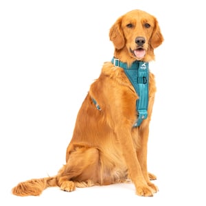 Kurgo Tru-Fit Smart Arnés para Paseo en Vehículo Color Turquesa para Perro, Grande Kurgo Tru-Fit Smart Arnés para Paseo en Vehículo Color Turquesa para Perro, Grande