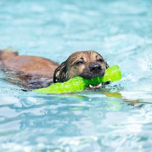 Hyper Pet Dura Squeaks Juguete con Diseño de Vara Verde para Perro, Grande Hyper Pet Dura Squeaks Juguete con Diseño de Vara Verde para Perro, Grande