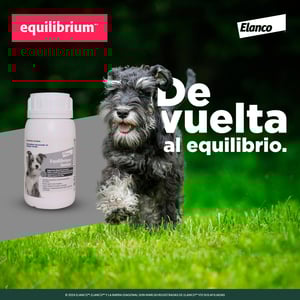 Equilibrium Senior Suplemento Revitalizador de Energía y Salud Digestiva para Perro, 60 Tabletas
