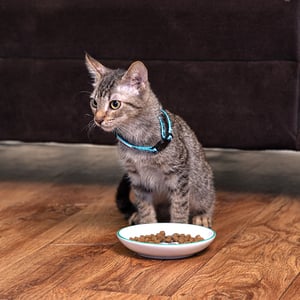 Petrageous Tazón de Cerámica Estilo Platillo Modelo Peces y Burbujas para Gato, X-Chico Petrageous Tazón de Cerámica Estilo Platillo Modelo Peces y Burbujas para Gato, X-Chico