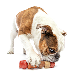 Guru Pet Juguete Masticable Diseño Vara Múltiples Sabores para Perro, Mediano