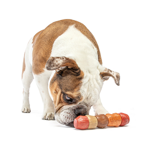 Guru Pet Juguete Masticable Diseño Vara Múltiples Sabores para Perro, Mediano