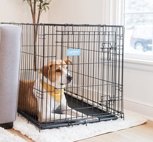 Carlson Jaula de Entrenamiento Plegable de Acero 1 Puerta con Doble Seguro para Perro, Grande Carlson Jaula de Entrenamiento Plegable de Acero 1 Puerta con Doble Seguro para Perro, Grande