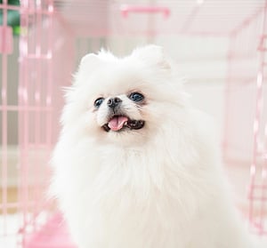 Carlson Jaula de Entrenamiento Plegable de Acero Rosa 1 Puerta con Doble Seguro para Perro, Chico