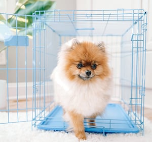 Carlson Jaula de Entrenamiento Plegable de Acero Azul 1 Puerta con Doble Seguro para Perro, Chico Carlson Jaula de Entrenamiento Plegable de Acero Azul 1 Puerta con Doble Seguro para Perro, Chico