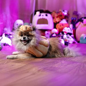 Latipaw Halloween Disfraz de Pan de Muerto para Perro, X-Chico Latipaw Halloween Disfraz de Pan de Muerto para Perro, X-Chico