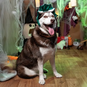 Latipaw Halloween Disfraz Sombrero Triceratops para Perro, Grande/X-Grande Latipaw Halloween Disfraz Sombrero Triceratops para Perro, Grande/X-Grande