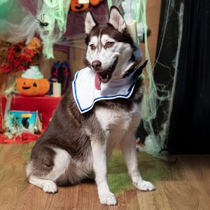 Latipaw Halloween Disfraz Sombrero Marinero para Perro, Chico/Mediano Latipaw Halloween Disfraz Sombrero Marinero para Perro, Chico/Mediano