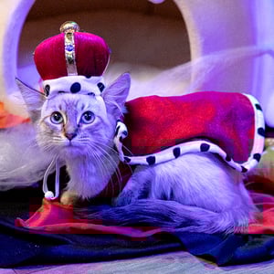 Bootique Halloween Disfraz de Rey para Gato, Chico/Mediano Bootique Halloween Disfraz de Rey para Gato, Chico/Mediano