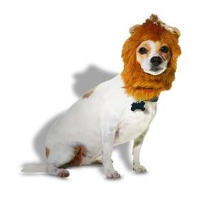 Bootique Halloween Disfraz Sombrero León para perro, Grande/X-Grande Bootique Halloween Disfraz Sombrero León para perro, Grande/X-Grande