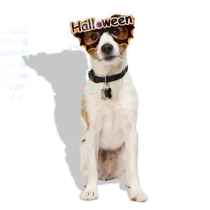 Bootique Halloween Antifaz Diseño Murciélago para Perro, Unitalla Bootique Halloween Antifaz Diseño Murciélago para Perro, Unitalla