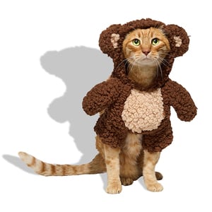 Bootique Halloween Disfraz Osito para Perro, Mediano
