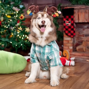 Latipaw Holiday Chamarra a Cuadros Color Verde para Perro, X-Grande Latipaw Holiday Chamarra a Cuadros Color Verde para Perro, X-Grande