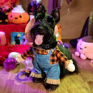 Bootique Halloween Disfraz Espantapájaros para Perro, X-Chico Bootique Halloween Disfraz Espantapájaros para Perro, X-Chico