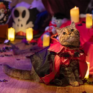 Bootique Halloween Disfraz de Vampiro para Gato, Grande/X-Grande Bootique Halloween Disfraz de Vampiro para Gato, Grande/X-Grande