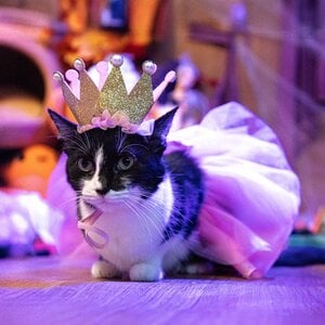 Bootique Halloween Disfraz de Princesa Tutú para Gato, Chico/Mediano Bootique Halloween Disfraz de Princesa Tutú para Gato, Chico/Mediano