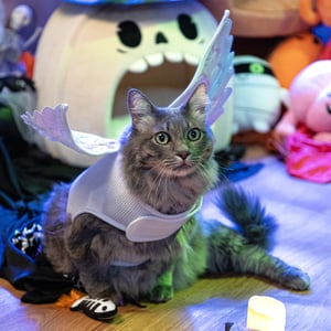 Bootique Halloween Disfraz de Ángel para Gato, Chico/Mediano Bootique Halloween Disfraz de Ángel para Gato, Chico/Mediano