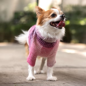 Youly The Charismatic Suéter Lilu Degradado Rosa para Perro, Mediano Youly The Charismatic Suéter Lilu Degradado Rosa para Perro, Mediano