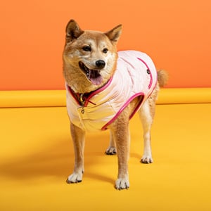 Youly The Charismatic Chamarra Capitonada Color Rosa para Perro, Chico Youly The Charismatic Chamarra Capitonada Color Rosa para Perro, Chico