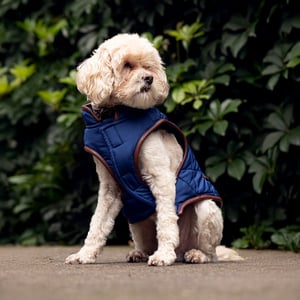 Youly The Charismatic Chamarra Capitonada Color Azul para Perro, Mediano Youly The Charismatic Chamarra Capitonada Color Azul para Perro, Mediano