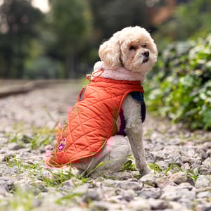 Youly The Charismatic Capa Capitonada Color Naranja para Perro, X-Grande Youly The Charismatic Capa Capitonada Color Naranja para Perro, X-Grande