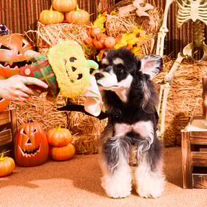 HugSmart Halloween Peluche Rompecabezas Espantapájaros para Perro, Mediano HugSmart Halloween Peluche Rompecabezas Espantapájaros para Perro, Mediano