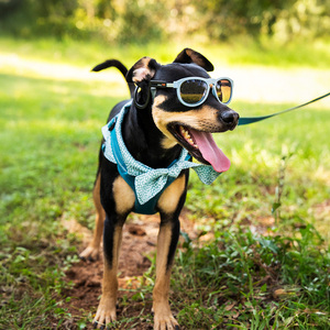 Pose Pets Navigator Lentes con Protección UV Tipo Wayfarer Color Azul para Perro, Grande Pose Pets Navigator Lentes con Protección UV Tipo Wayfarer Color Azul para Perro, Grande
