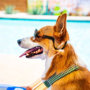 Pose Pets King Lentes de Sol Tipo Aviador Color Negro para Perro, Grande