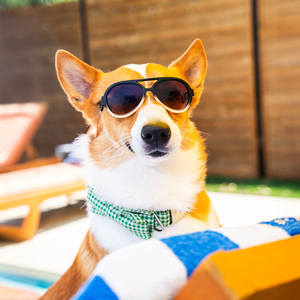 Pose Pets King Lentes de Sol Tipo Aviador Color Negro para Perro, Grande Pose Pets King Lentes de Sol Tipo Aviador Color Negro para Perro, Grande