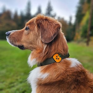 Jiby Charm para Personalizar Arnés Collar o Correa Diseño Calabaza, 1 Pieza Jiby Charm para Personalizar Arnés Collar o Correa Diseño Calabaza, 1 Pieza