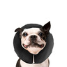 ZenPet ZenCollar Collar Isabelino Inflable para Perro, Mediano ZenPet ZenCollar Collar Isabelino Inflable para Perro, Mediano