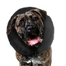 ZenPet ZenCollar Collar Isabelino Inflable para Perro, XX-Grande ZenPet ZenCollar Collar Isabelino Inflable para Perro, XX-Grande