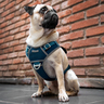 Reddy Arnés Híbrido Resistente Ajuste Romano Color Azul para Perro, Mediano Reddy Arnés Híbrido Resistente Ajuste Romano Color Azul para Perro, Mediano
