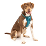 Kurgo Tru-Fit Smart Arnés para Paseo en Vehículo Color Turquesa para Perro, Mediano Kurgo Tru-Fit Smart Arnés para Paseo en Vehículo Color Turquesa para Perro, Mediano