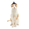 Youly Started As A Bottle Gorro de Marinero con Ancla para Gato, Unitalla Youly Started As A Bottle Gorro de Marinero con Ancla para Gato, Unitalla